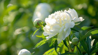 牡丹花花园景观图片