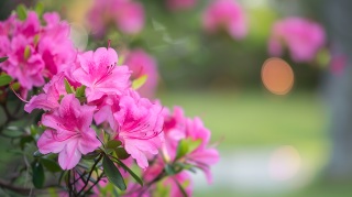 杜鹃花生机勃勃图片