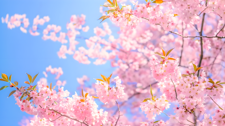 樱花树粉色花瓣图片