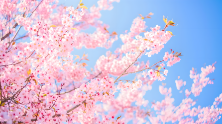 樱花树梦幻图片