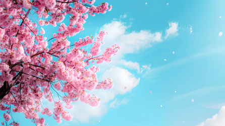 樱花树春天美景图片