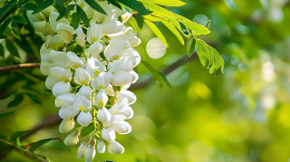 槐花优雅花卉图片