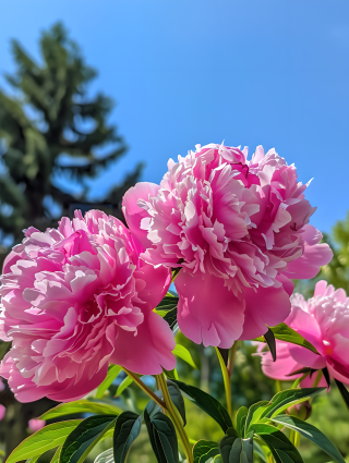 芍药花鲜花景观图片