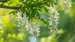 白色槐花图片