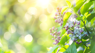 丁香花朦胧背景图片