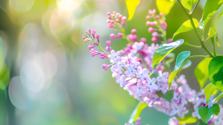 丁香花近景图片