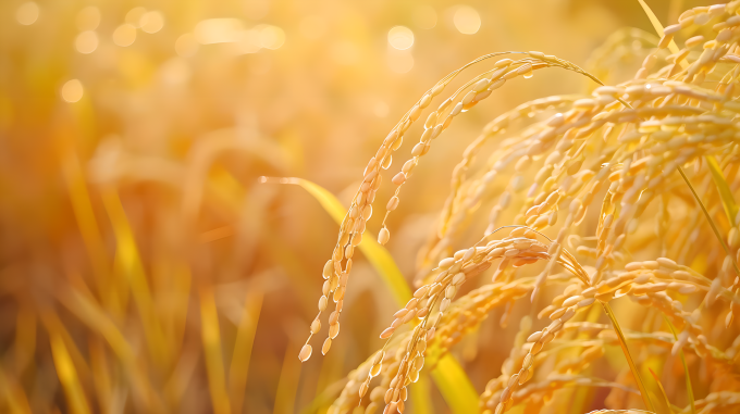 晚稻金色光芒图片