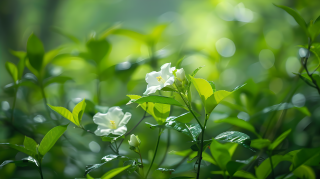 茉莉花远景图片