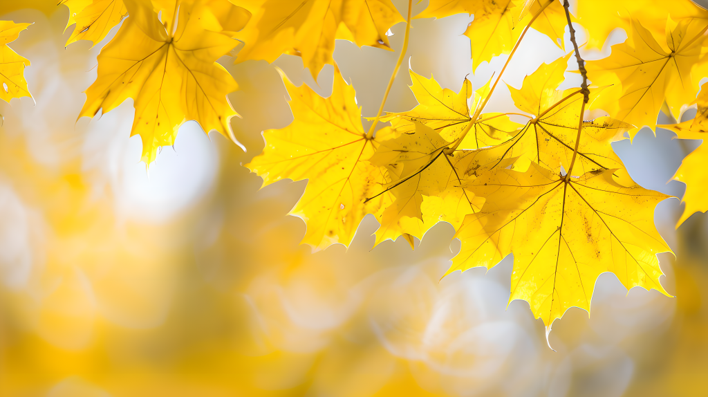 梧桐树树叶美景版权图片下载