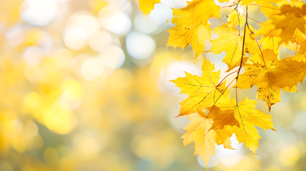 梧桐树树叶近景图片