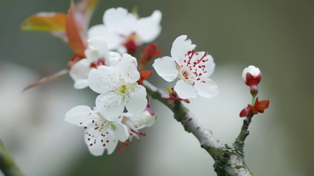 杏花红蕊图片