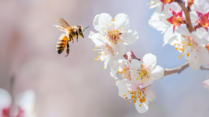 杏花上的蜜蜂版权图片下载