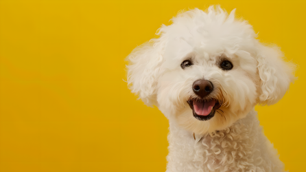 比熊犬特写图片