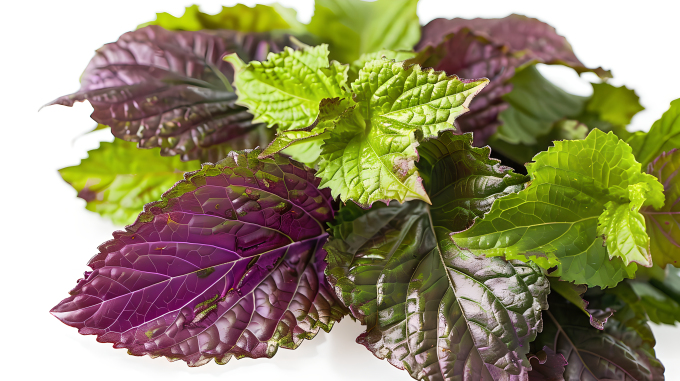 紫苏叶俯拍图片