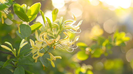 金银花黄昏美景图片