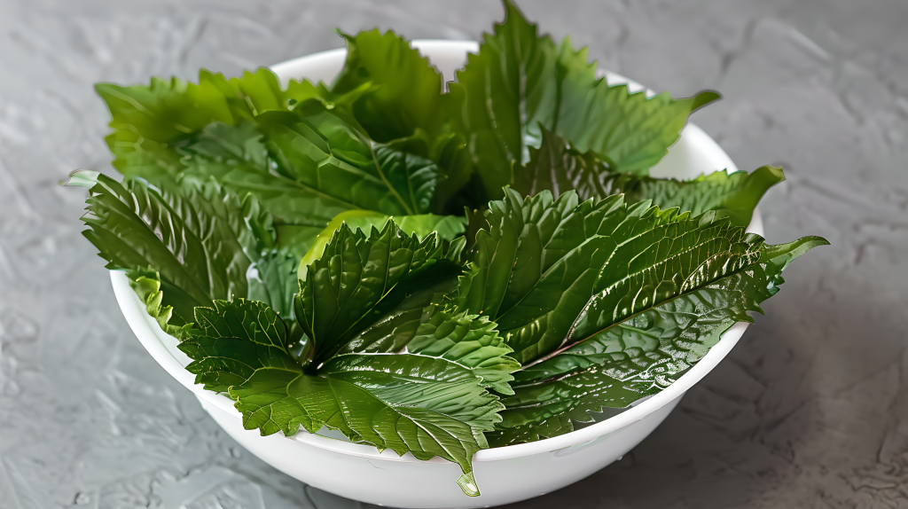 刚采摘的紫苏叶版权图片下载