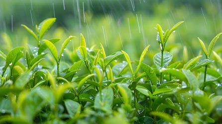 梅雨植物嫩芽图片