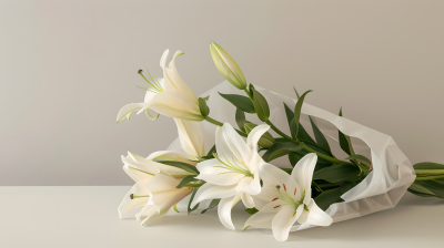 百合花束白色背景图片