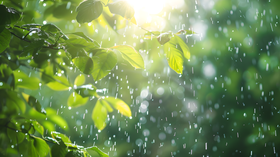 下雨天树枝美景图片