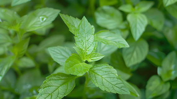 荆芥浓绿茂盛图片