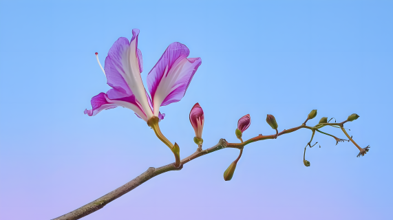 紫荆花唯美花卉图片