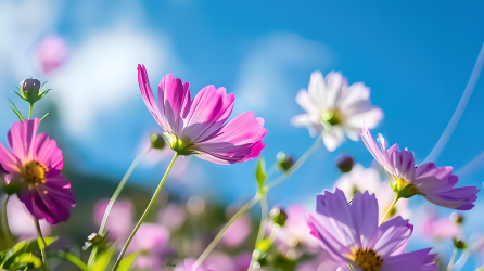 格桑花仰拍图片