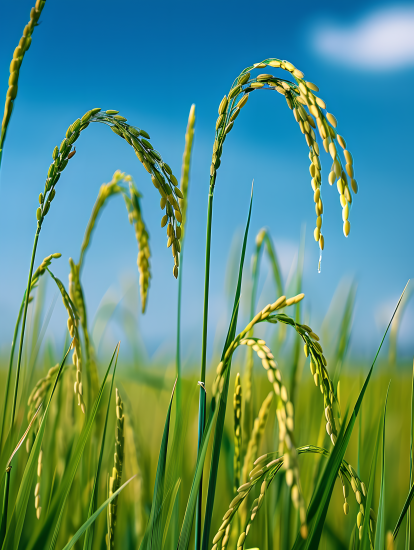 水稻稻田美景图片