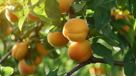 丰收时节的杏子图片