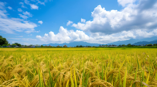 广阔稻田土地图片