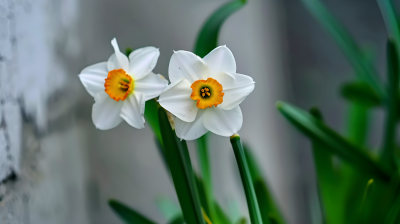 水仙花唯美图片