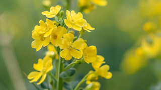 油菜花花瓣特写图片