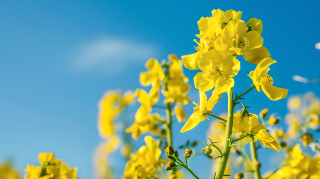 油菜花仰拍图片