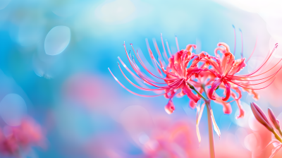 彼岸花唯美花卉图片