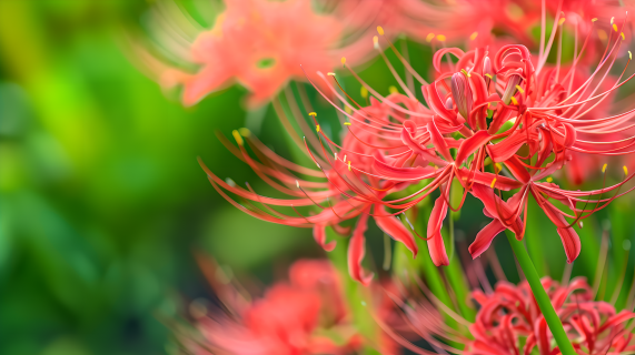 彼岸花细长花蕊图片