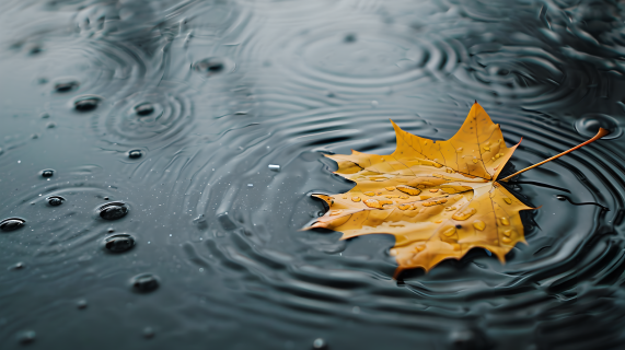 下雨黄色枫叶图片