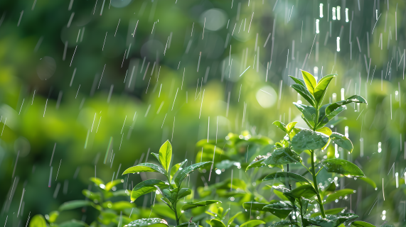 下雨天绿色光影图片