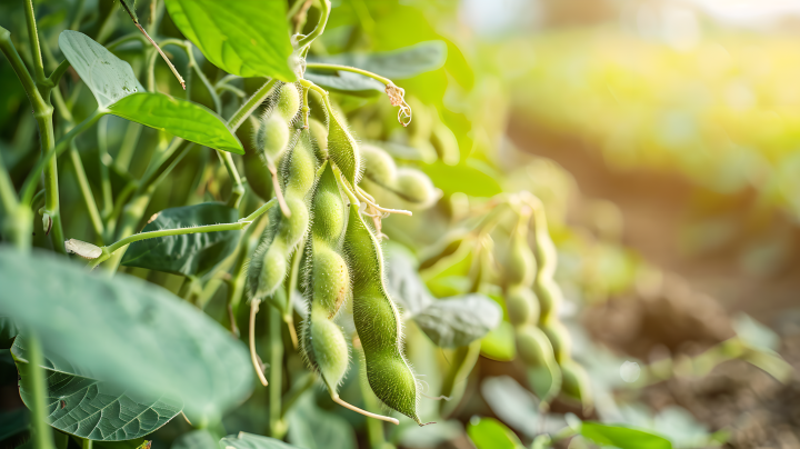 大豆植株版权图片下载