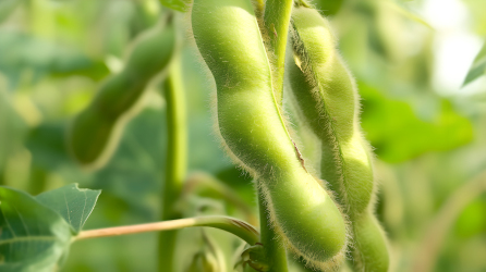 大豆绿色植株图片