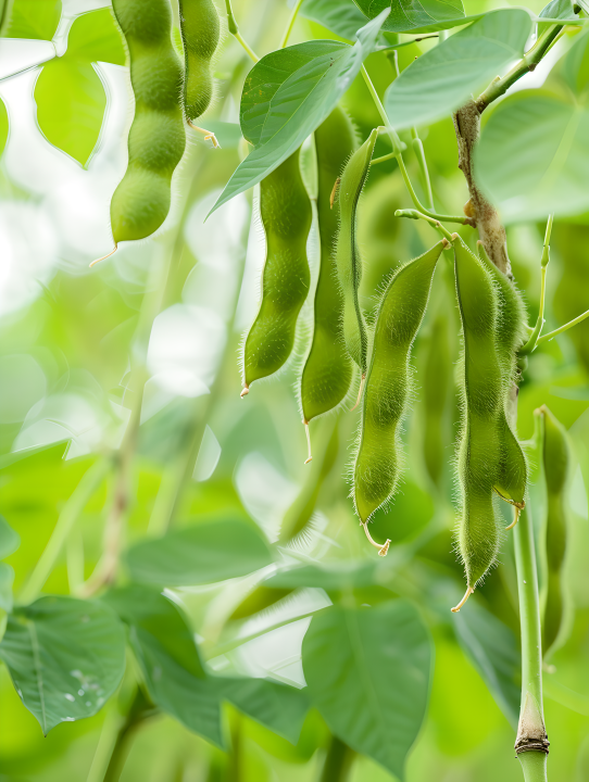 大豆近景版权图片下载