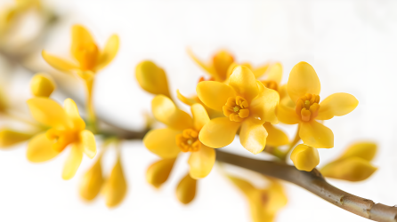 桂花花枝图片