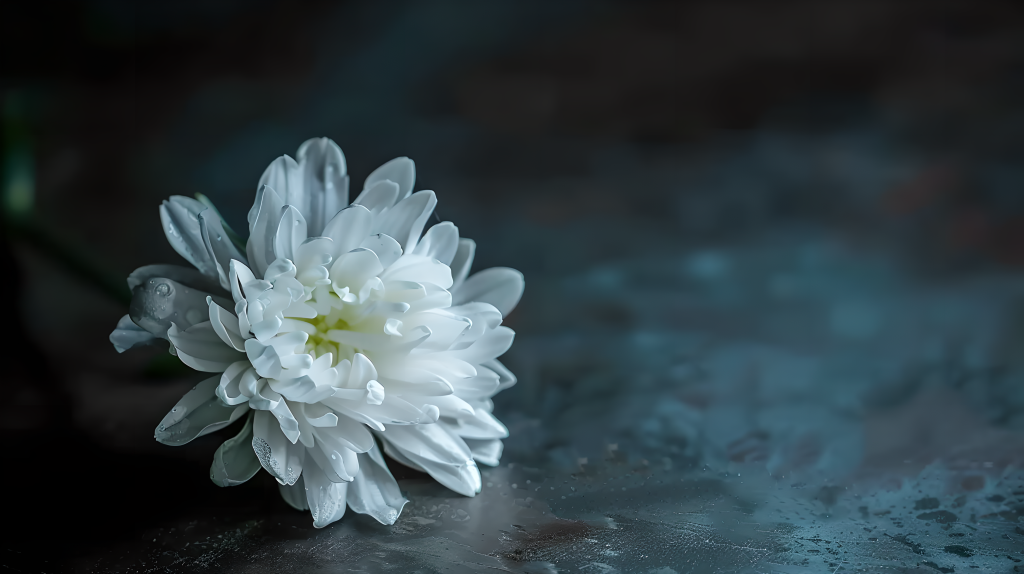 一朵白菊花图片