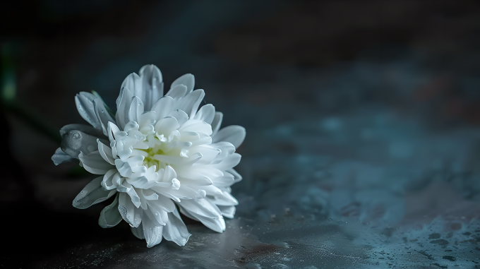 一朵白菊花图片