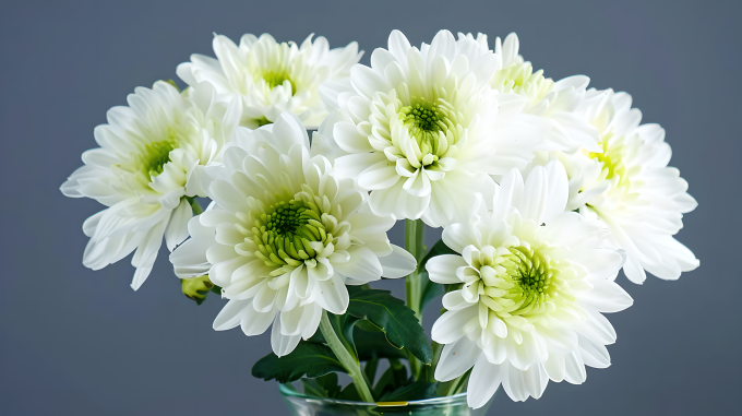 白菊花绽放图片