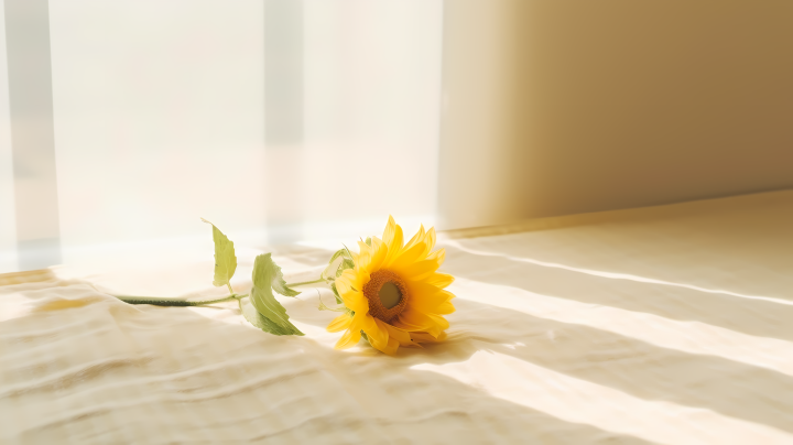 窗边淡黄色柔美向日葵摄影图版权图片下载