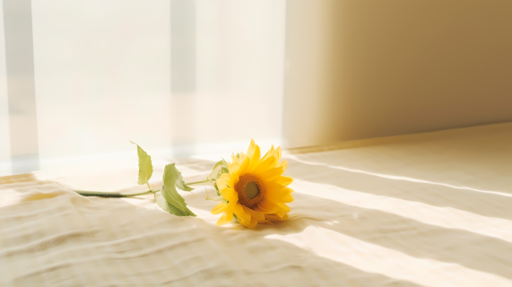 窗边淡黄色柔美向日葵摄影图