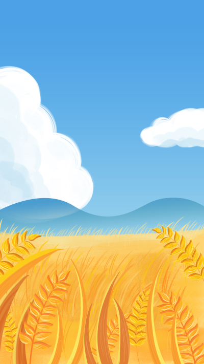 蓝天白云下丰收的麦田背景