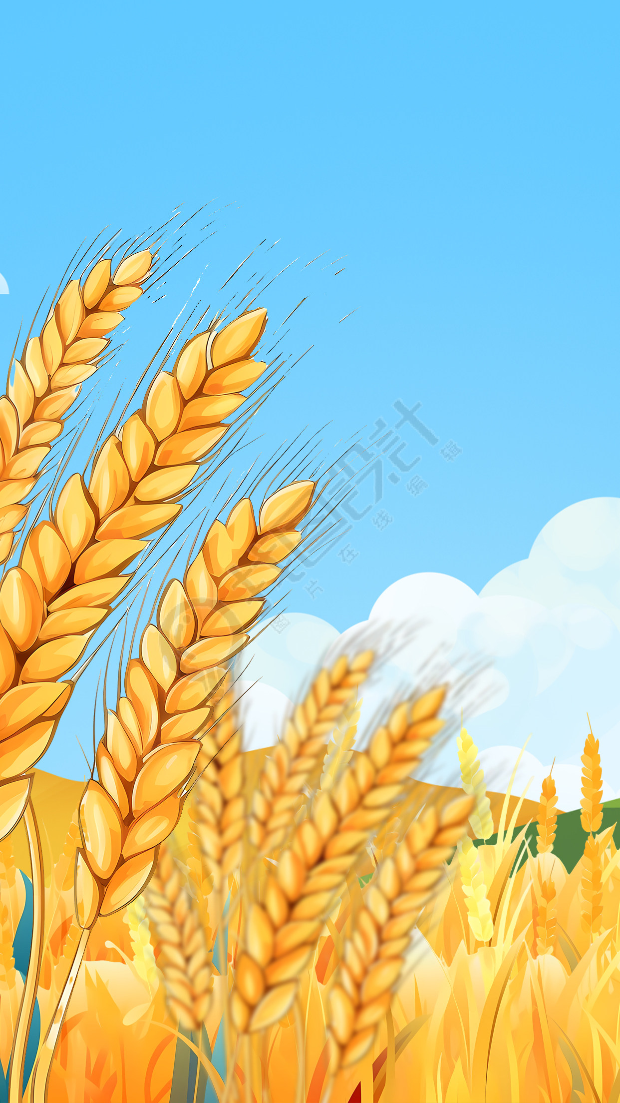 蓝天白云丰收的小麦背景