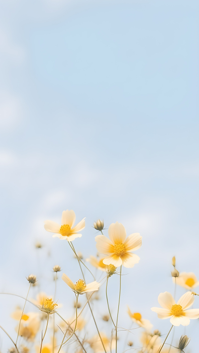 白色黄色小雏菊小清新背景
