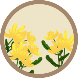 菊花/重阳节