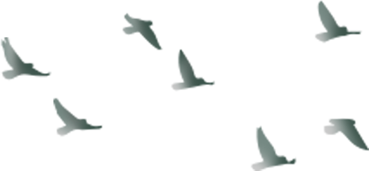 鸽子